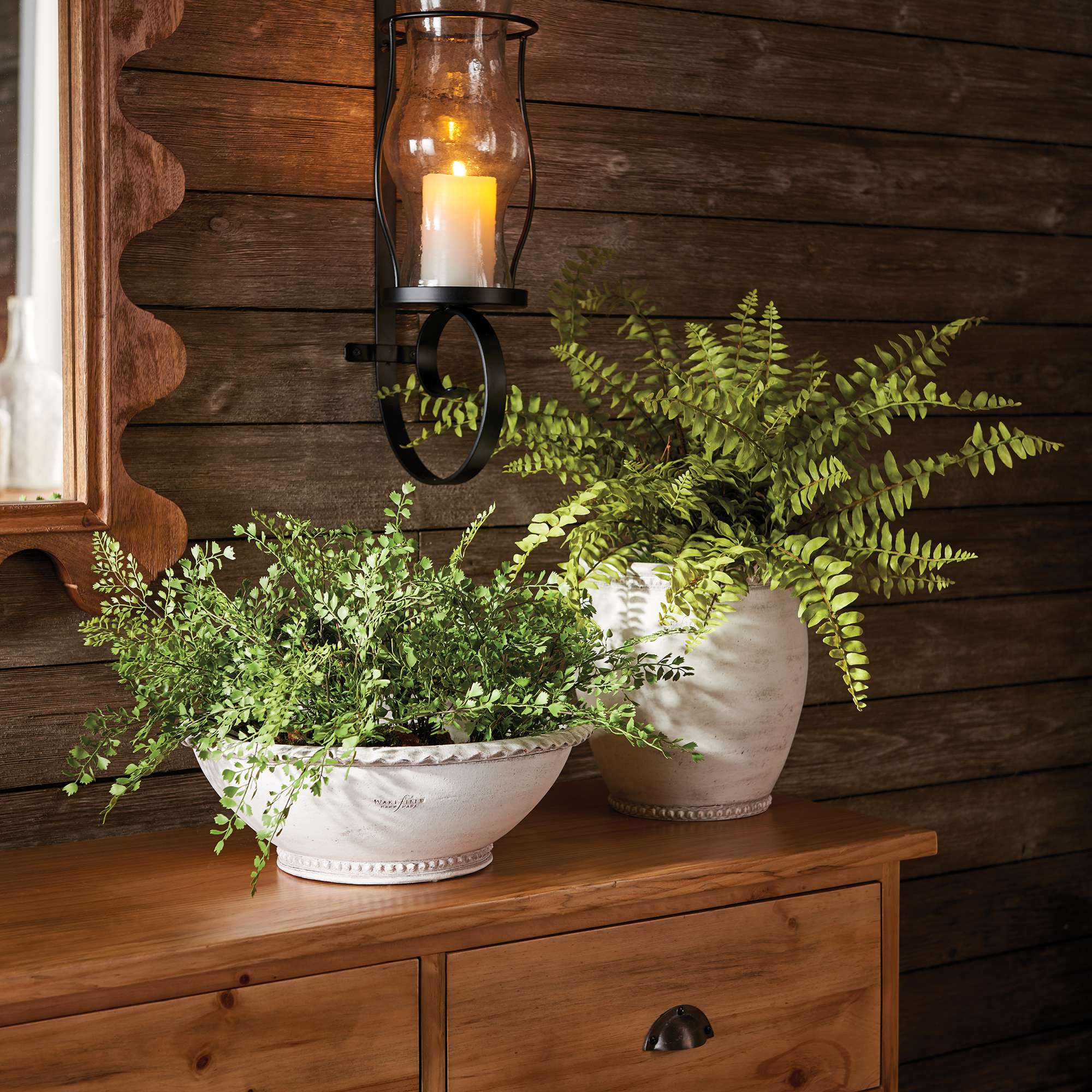BOSTON FERN DROP-IN 12" - Image 3