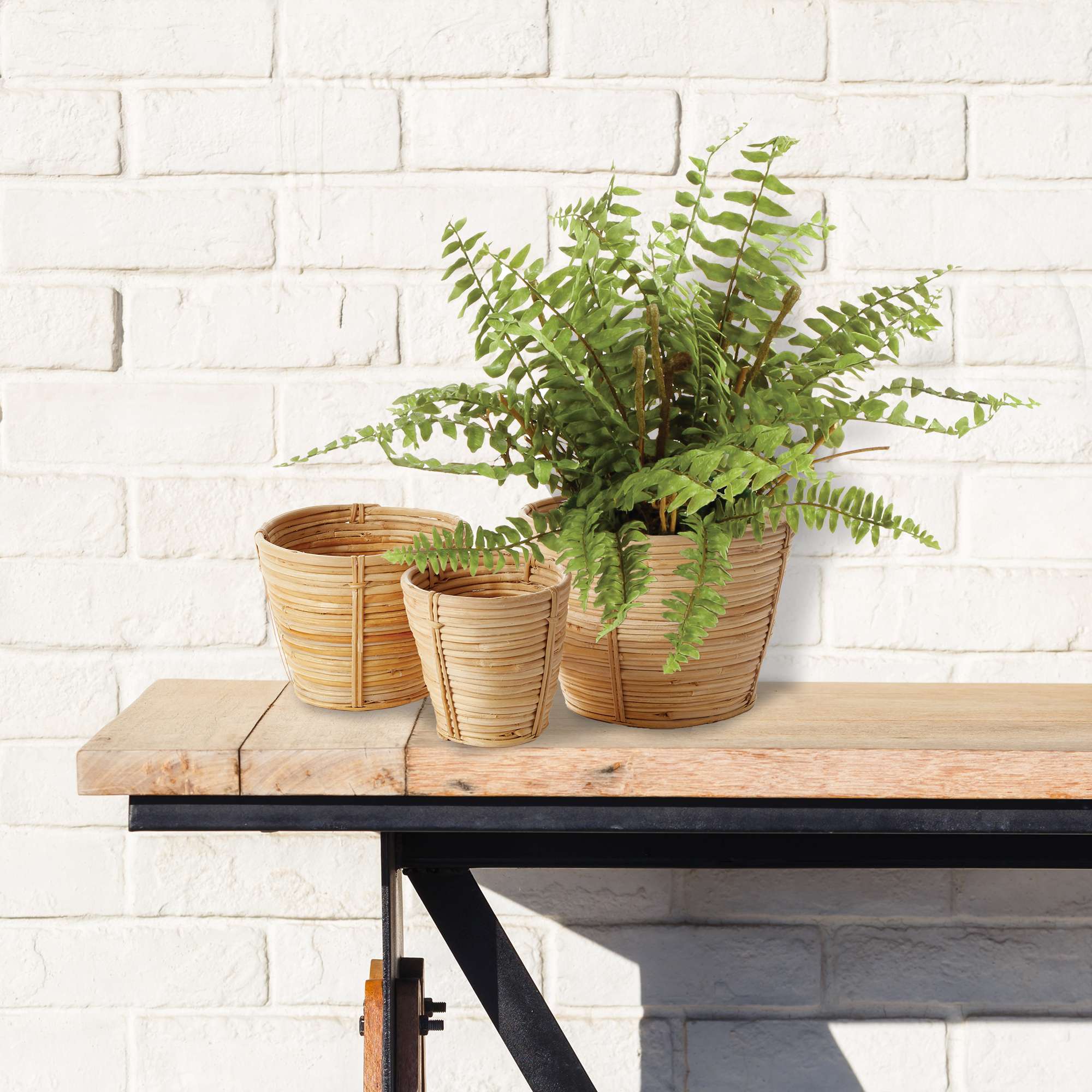BOSTON FERN DROP-IN 12" - Image 4