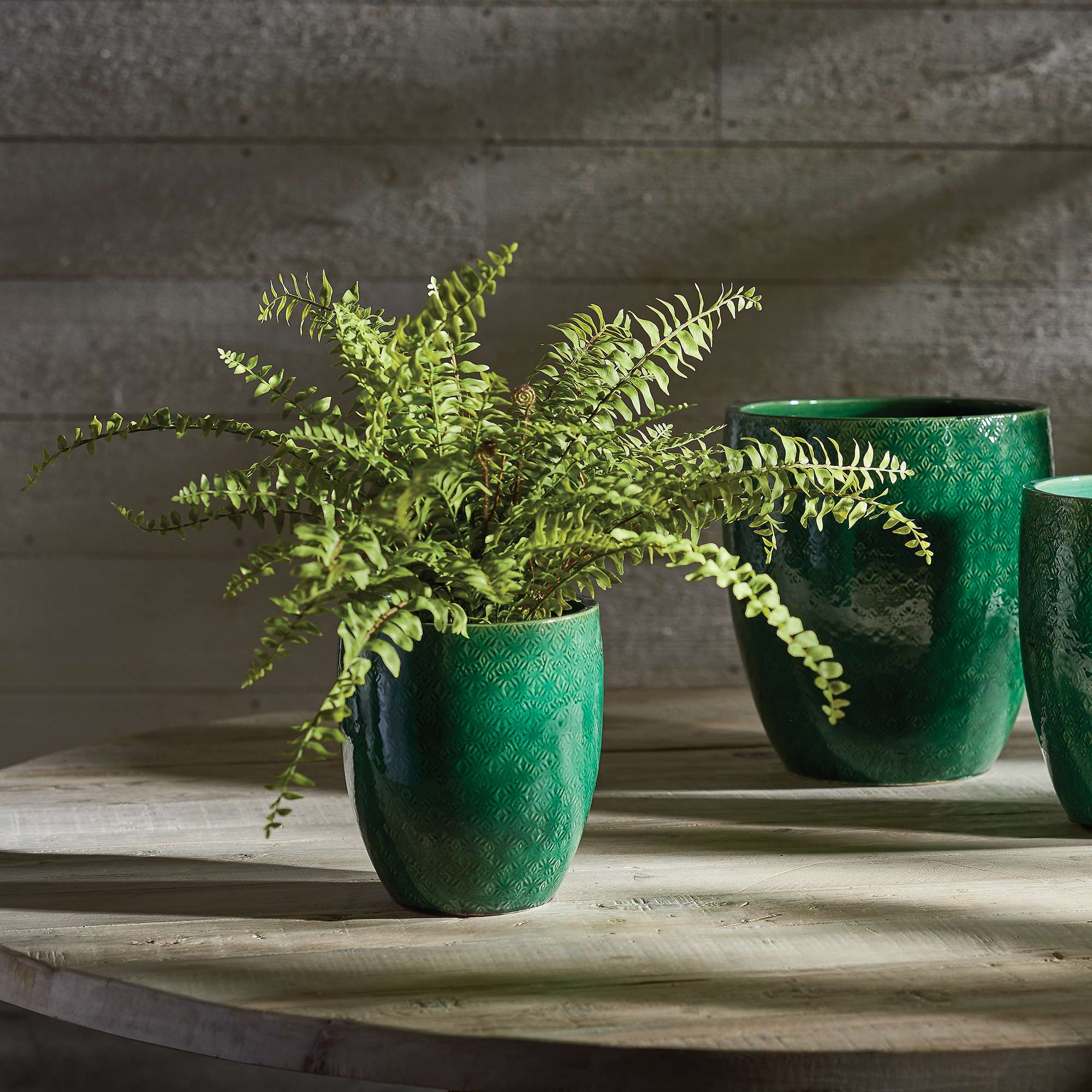 BOSTON FERN DROP-IN 16" - Image 3