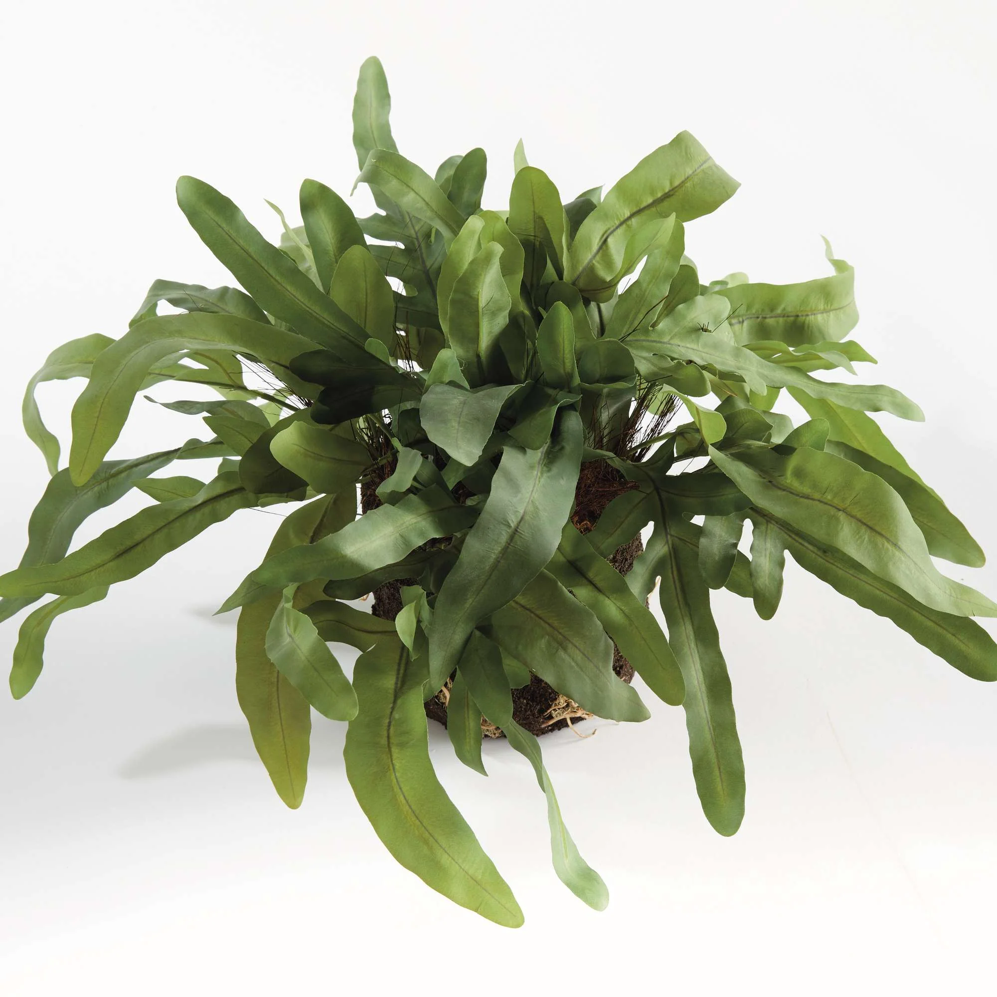 ECHEVERIA FERN DROP-IN 13.5" - Image 3