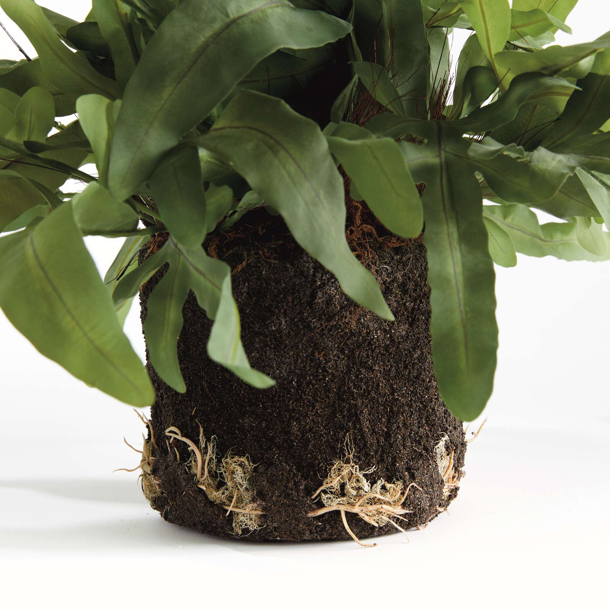 ECHEVERIA FERN DROP-IN 13.5" - Image 4