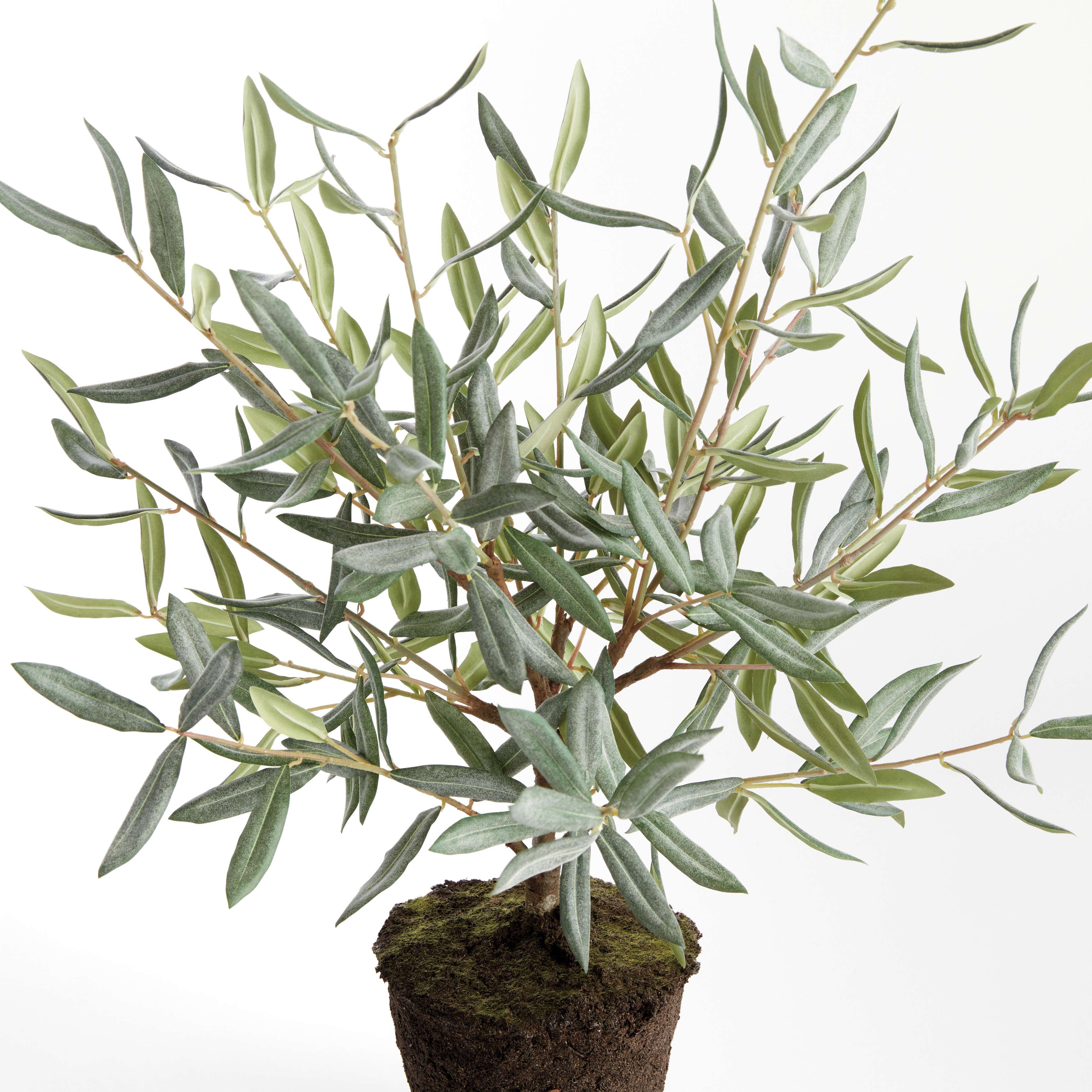 OLIVE TREE DROP-IN 26" - Image 3