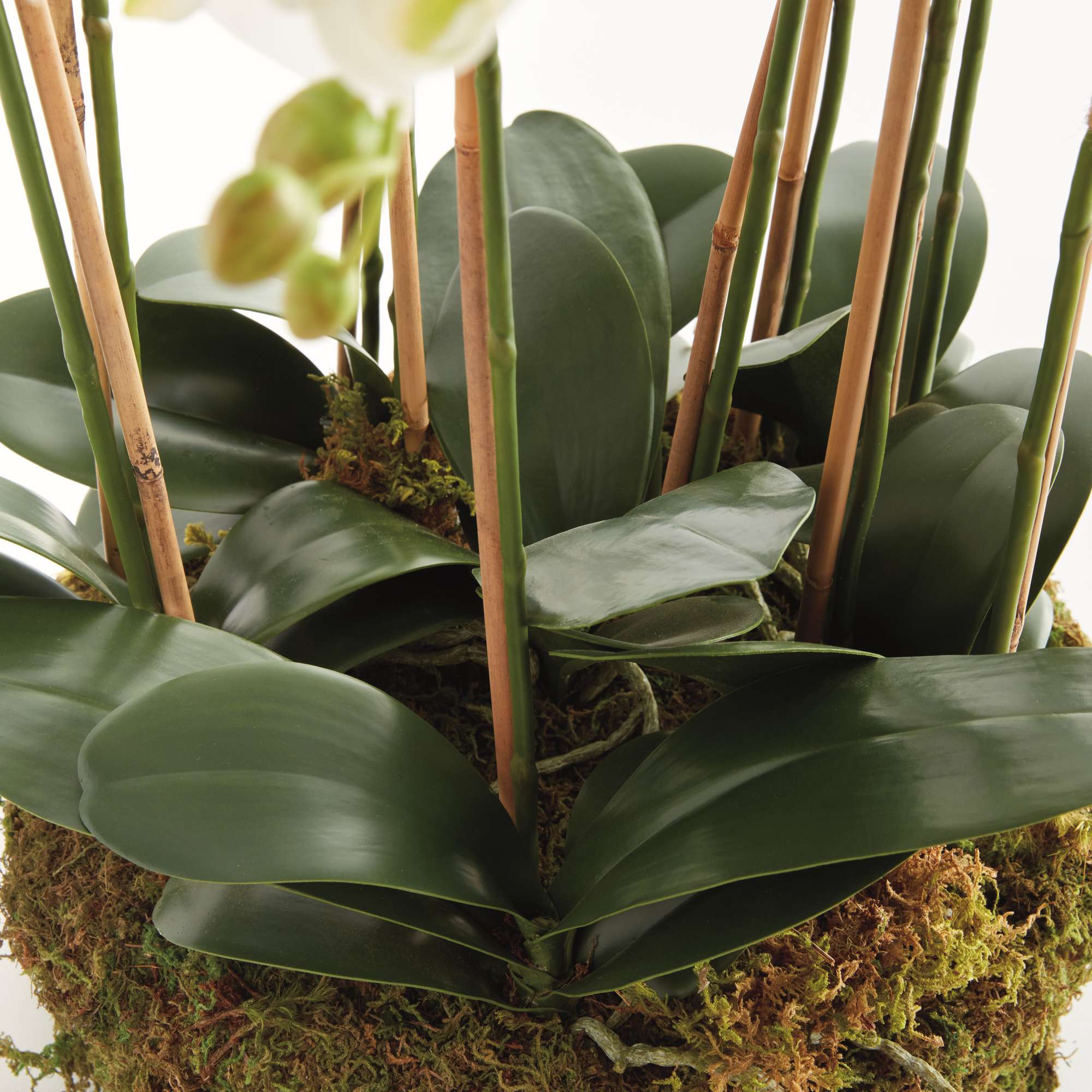 PHALAENOPSIS ORCHID BOWL DROP-IN 35" - Image 4