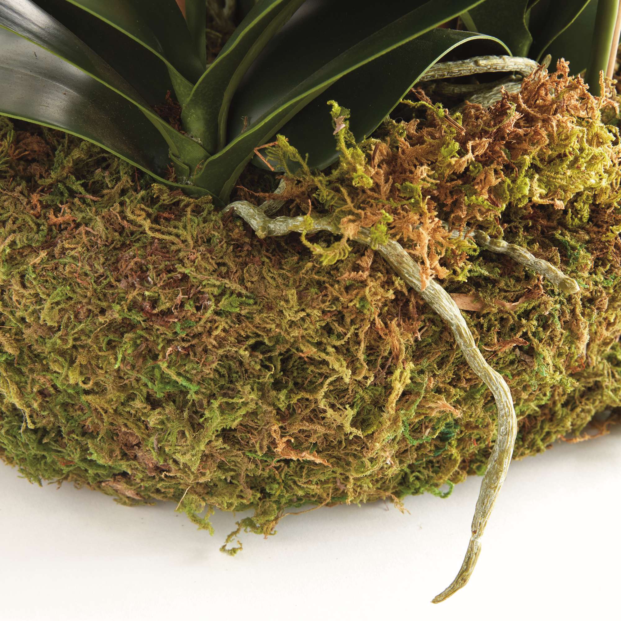 PHALAENOPSIS ORCHID BOWL DROP-IN 35" - Image 5
