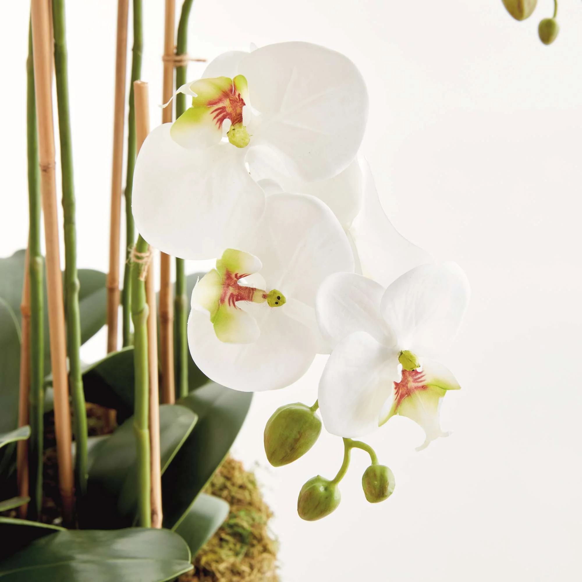 PHALAENOPSIS ORCHID BOWL DROP-IN 35" - Image 6