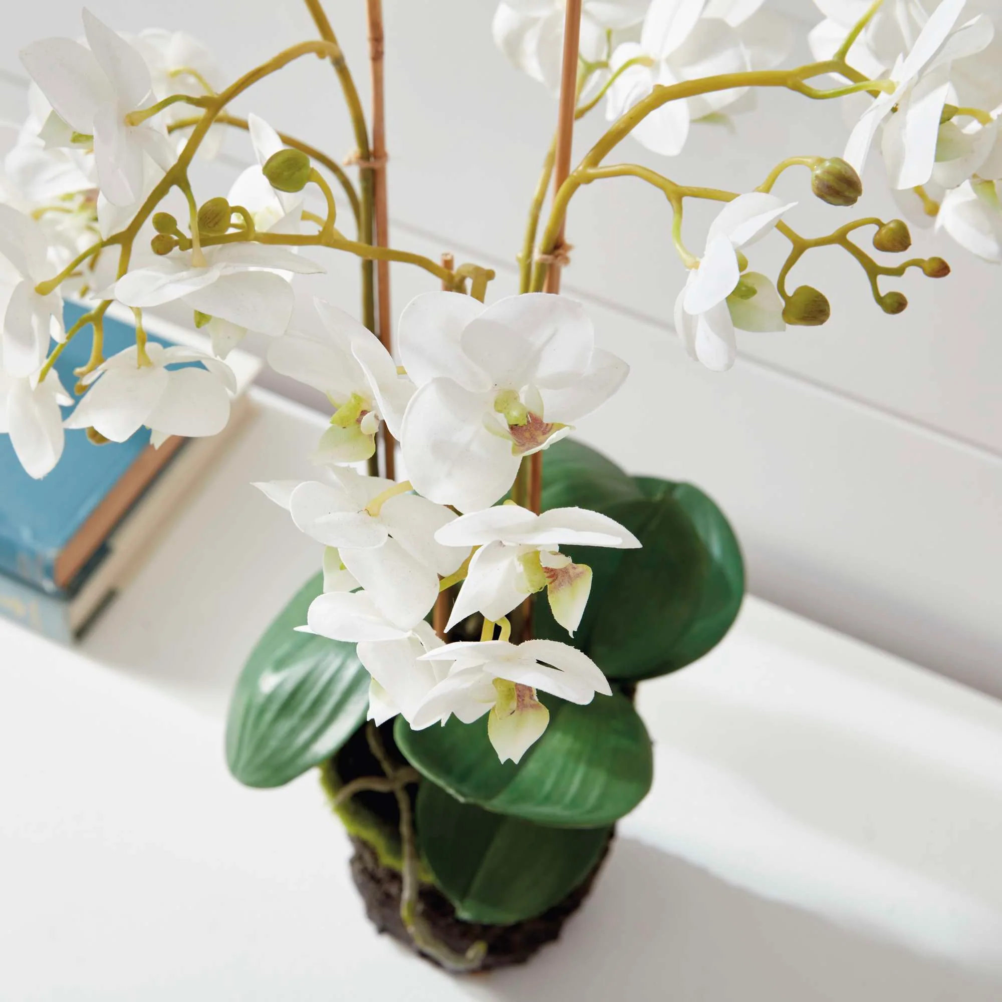 PHALAENOPSIS ORCHID DROP-IN 20" - Image 4