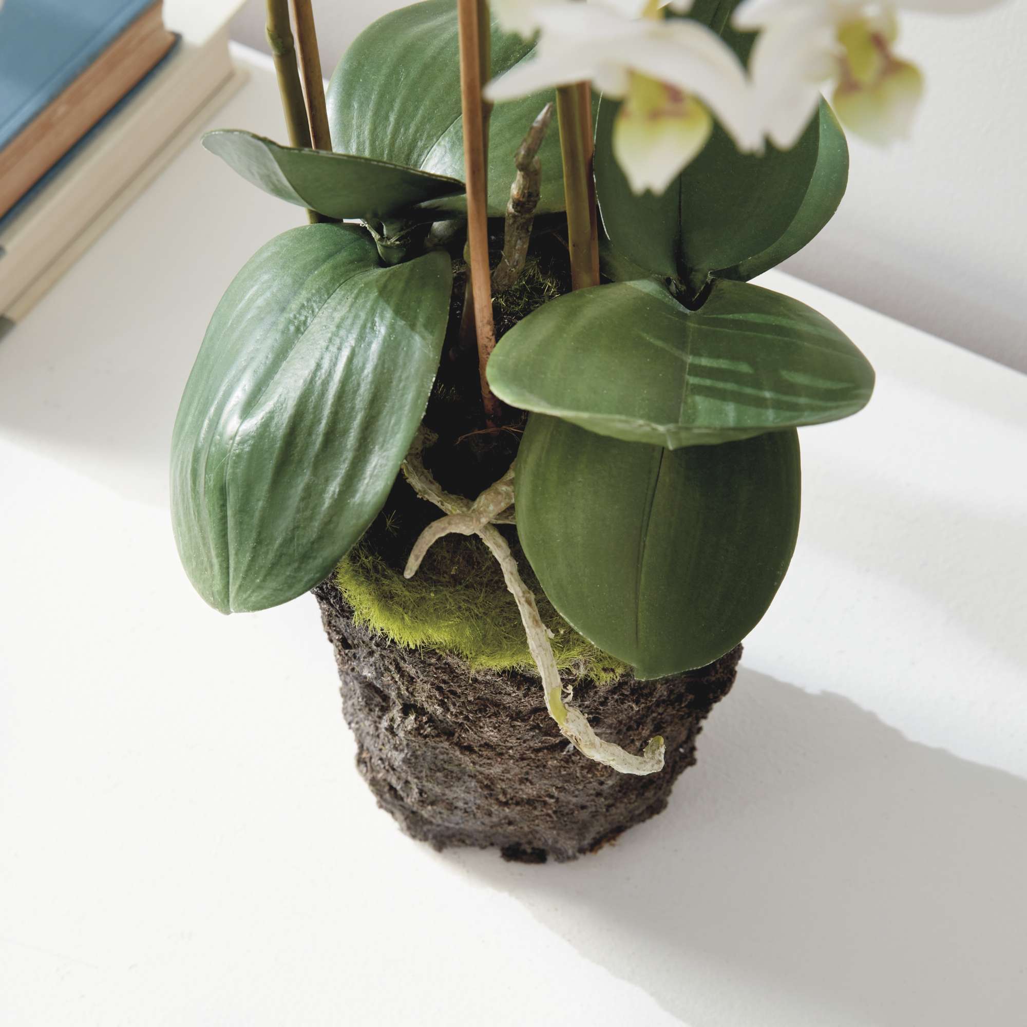PHALAENOPSIS ORCHID DROP-IN 20" - Image 5