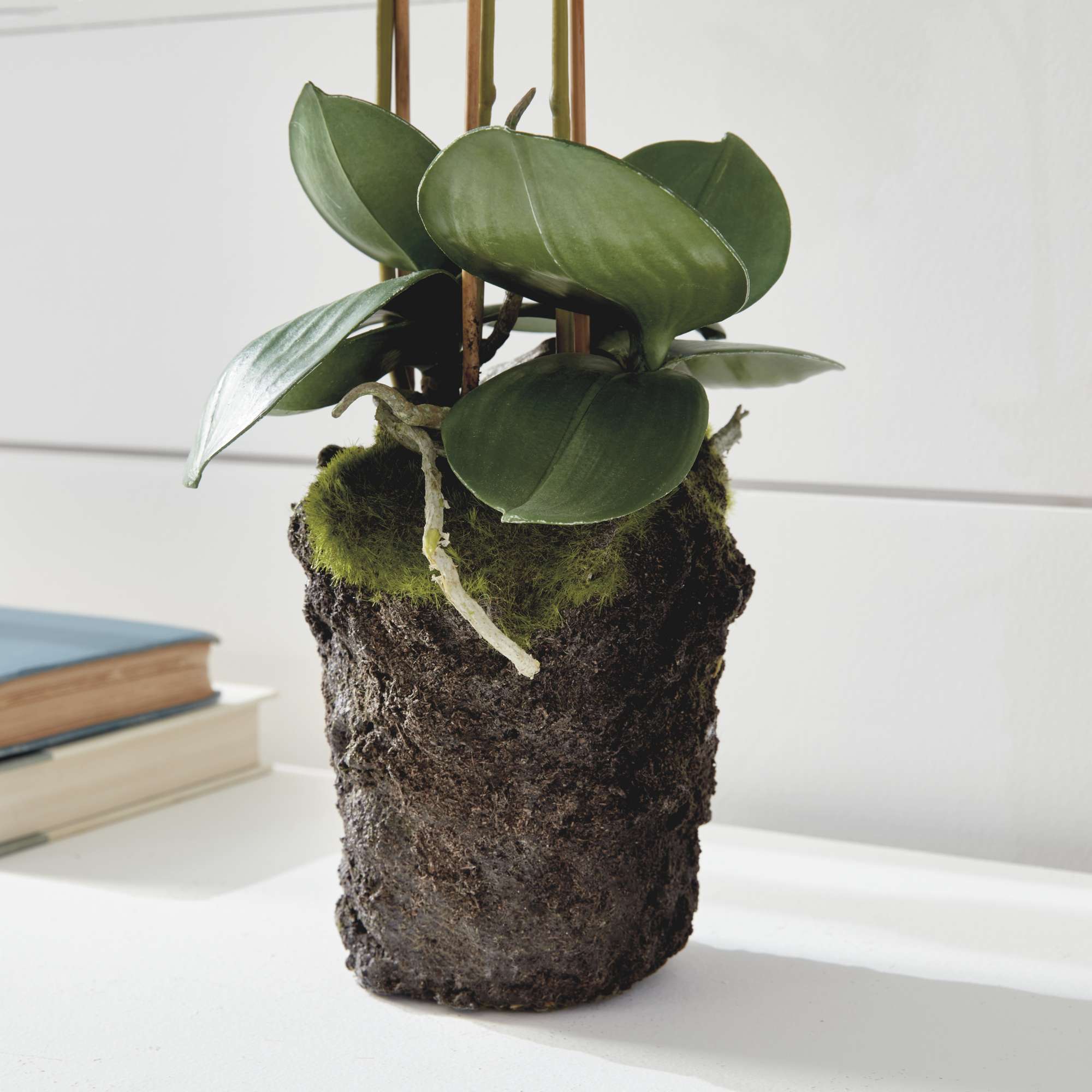 PHALAENOPSIS ORCHID DROP-IN 20" - Image 6