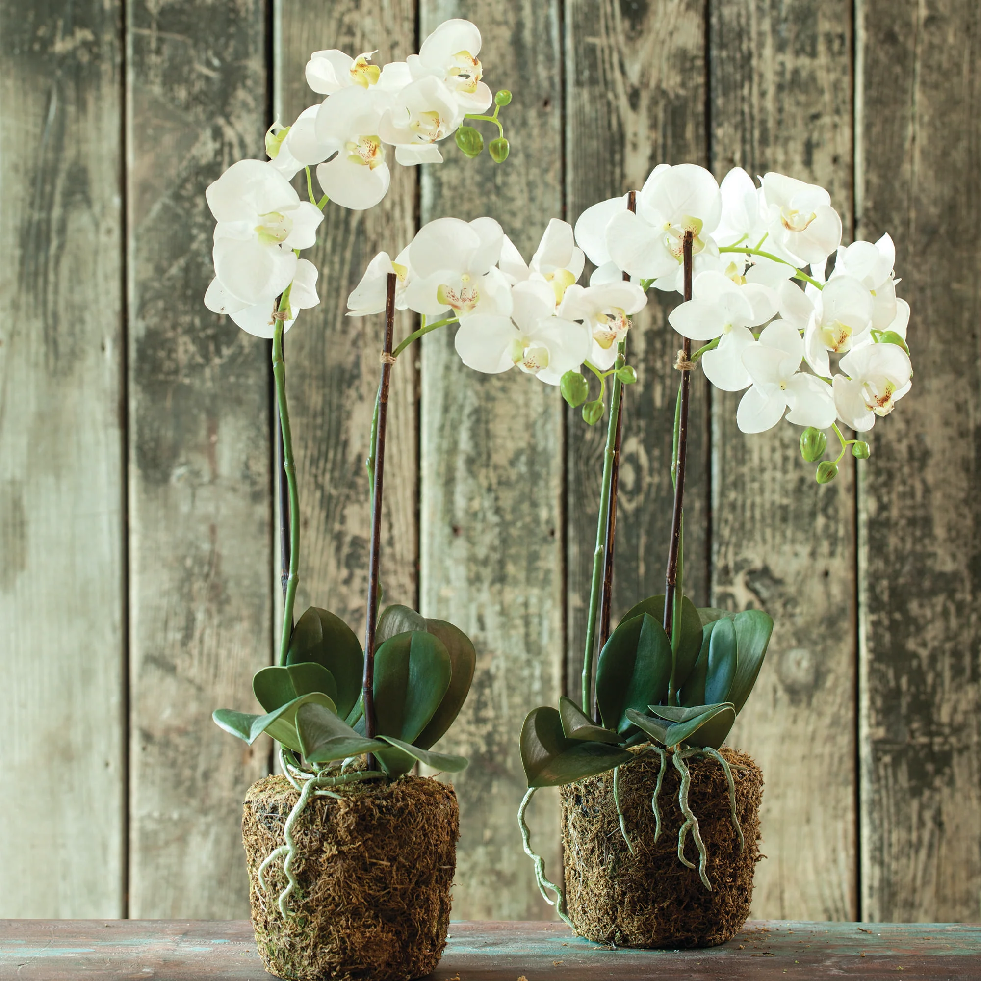 PHALAENOPSIS ORCHID DROP-IN 23" - Image 3