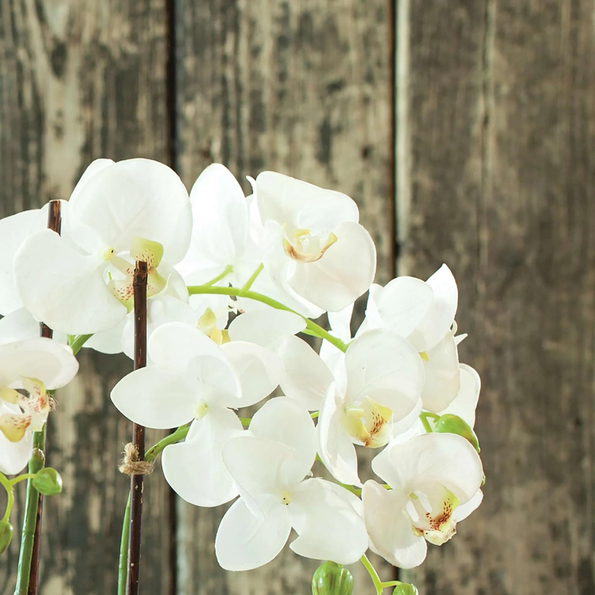 PHALAENOPSIS ORCHID DROP-IN 23" - Image 4