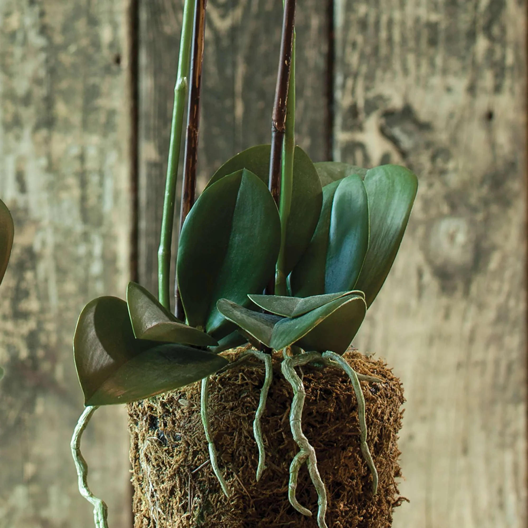 PHALAENOPSIS ORCHID DROP-IN 23" - Image 5