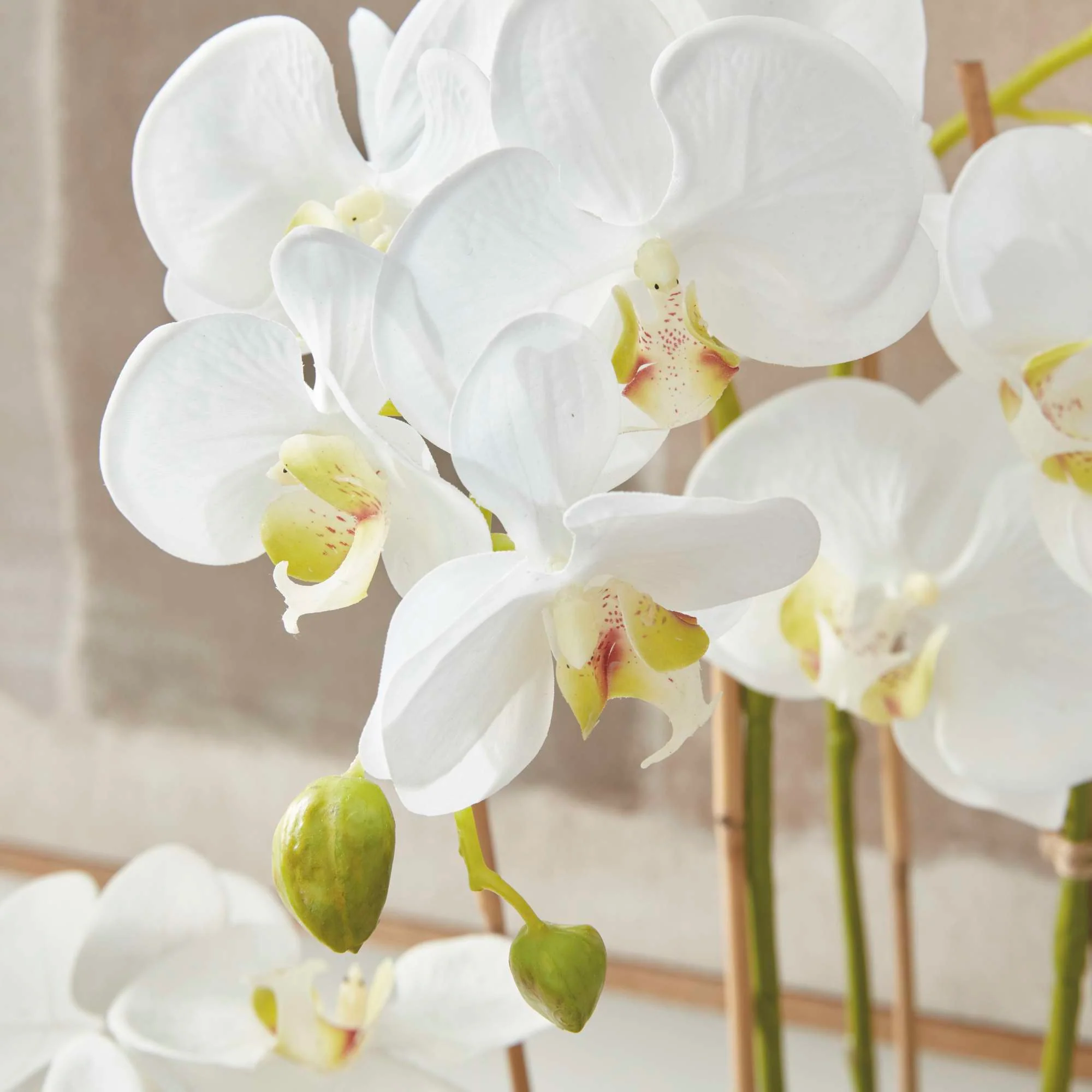 PHALAENOPSIS ORCHID DROP-IN 30" - Image 7