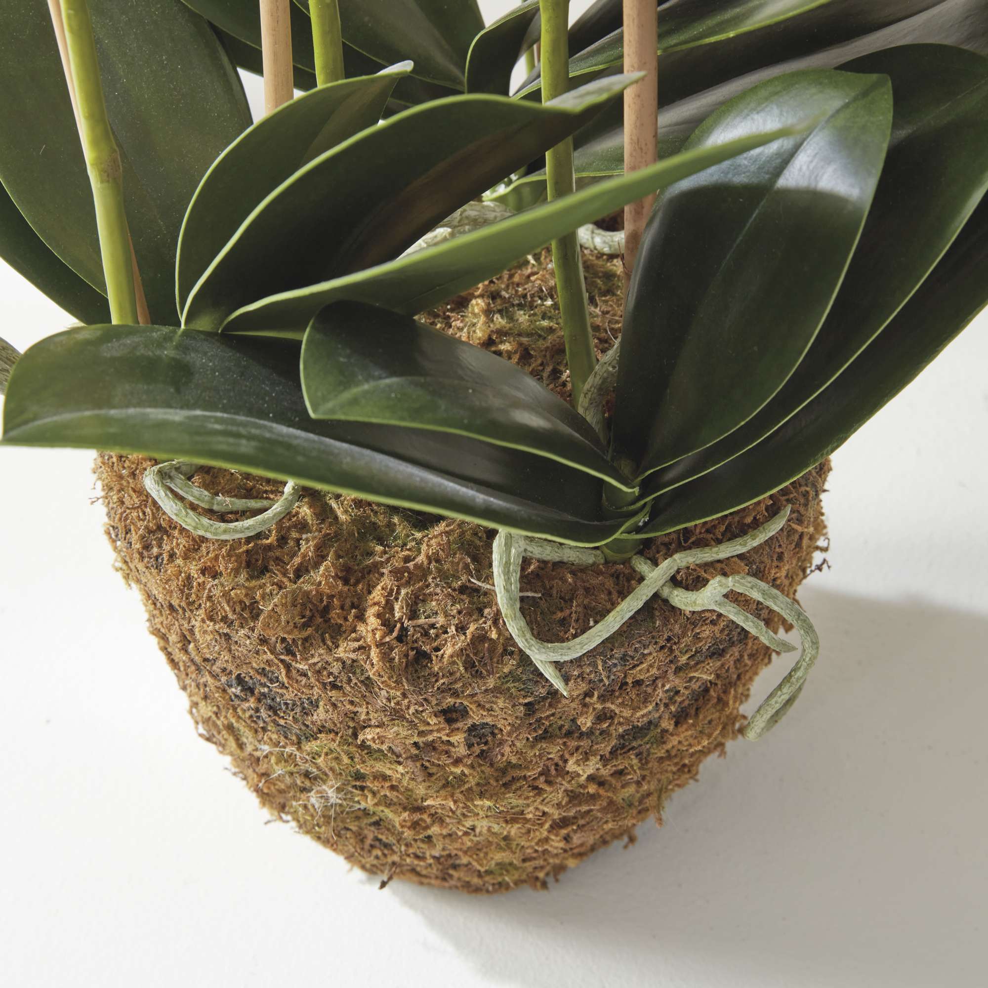 PHALAENOPSIS ORCHID DROP-IN 30" - Image 8