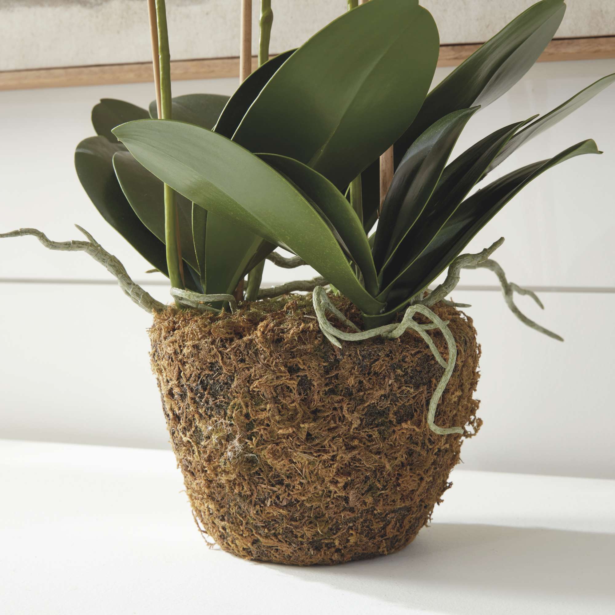 PHALAENOPSIS ORCHID DROP-IN 30" - Image 9