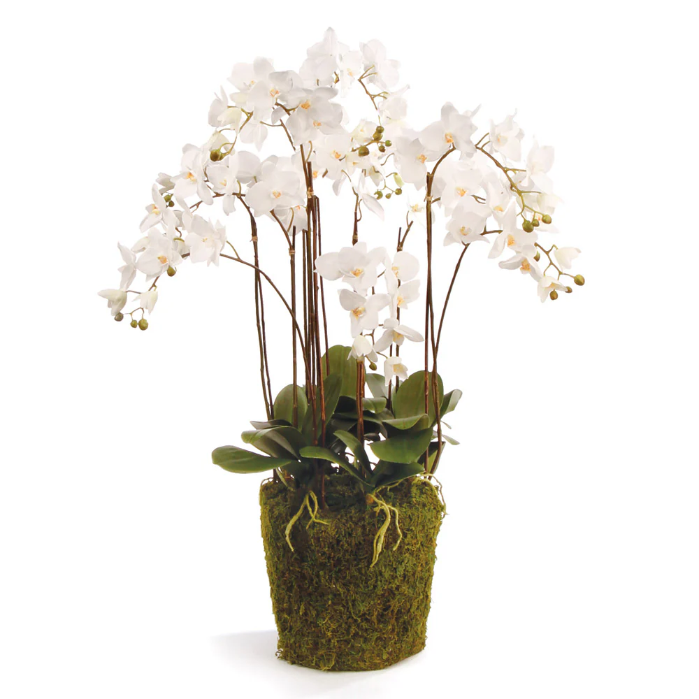 PHALAENOPSIS ORCHID DROP-IN 36"