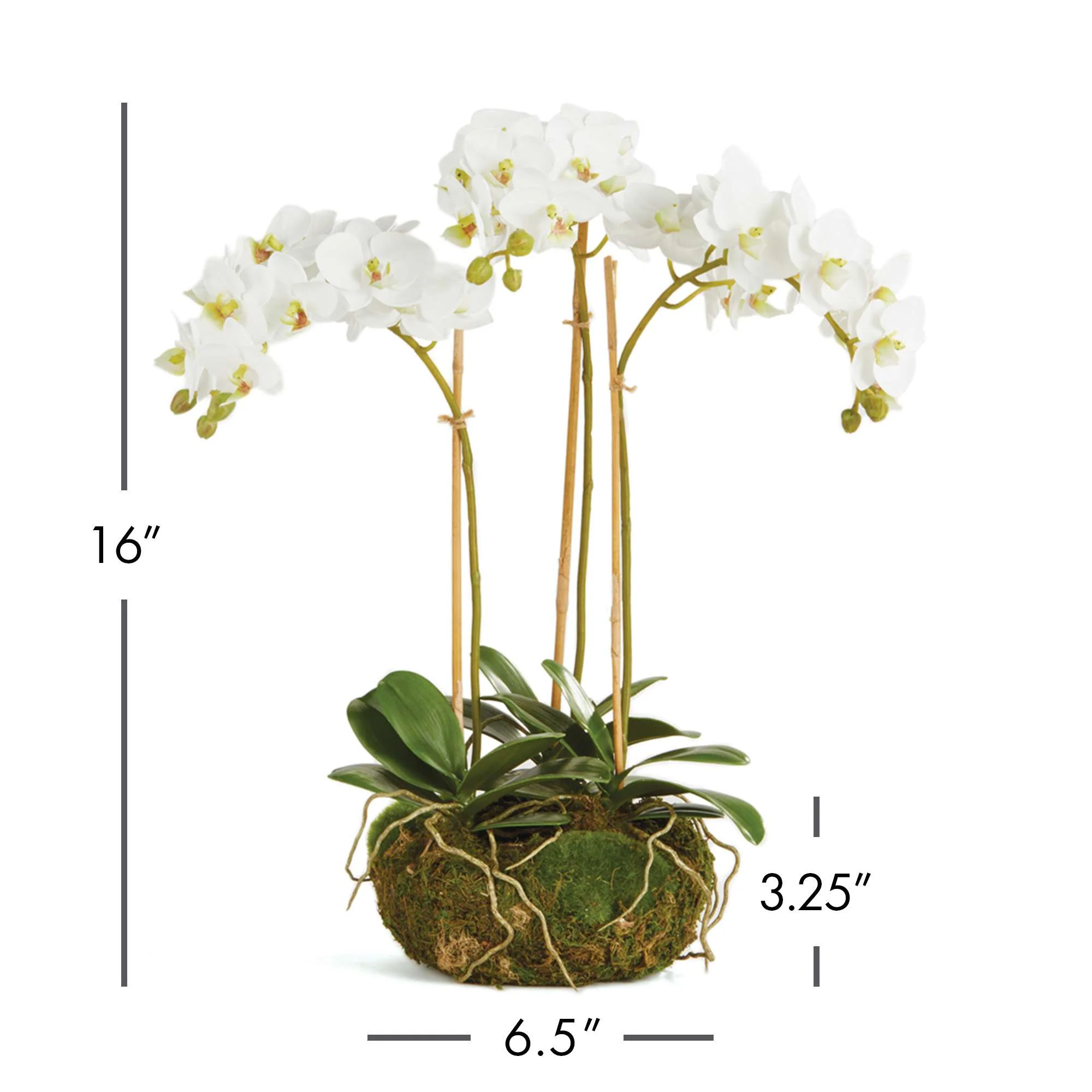 PHALAENOPSIS ORCHID MINI GARDEN DROP-IN 16" - Image 3