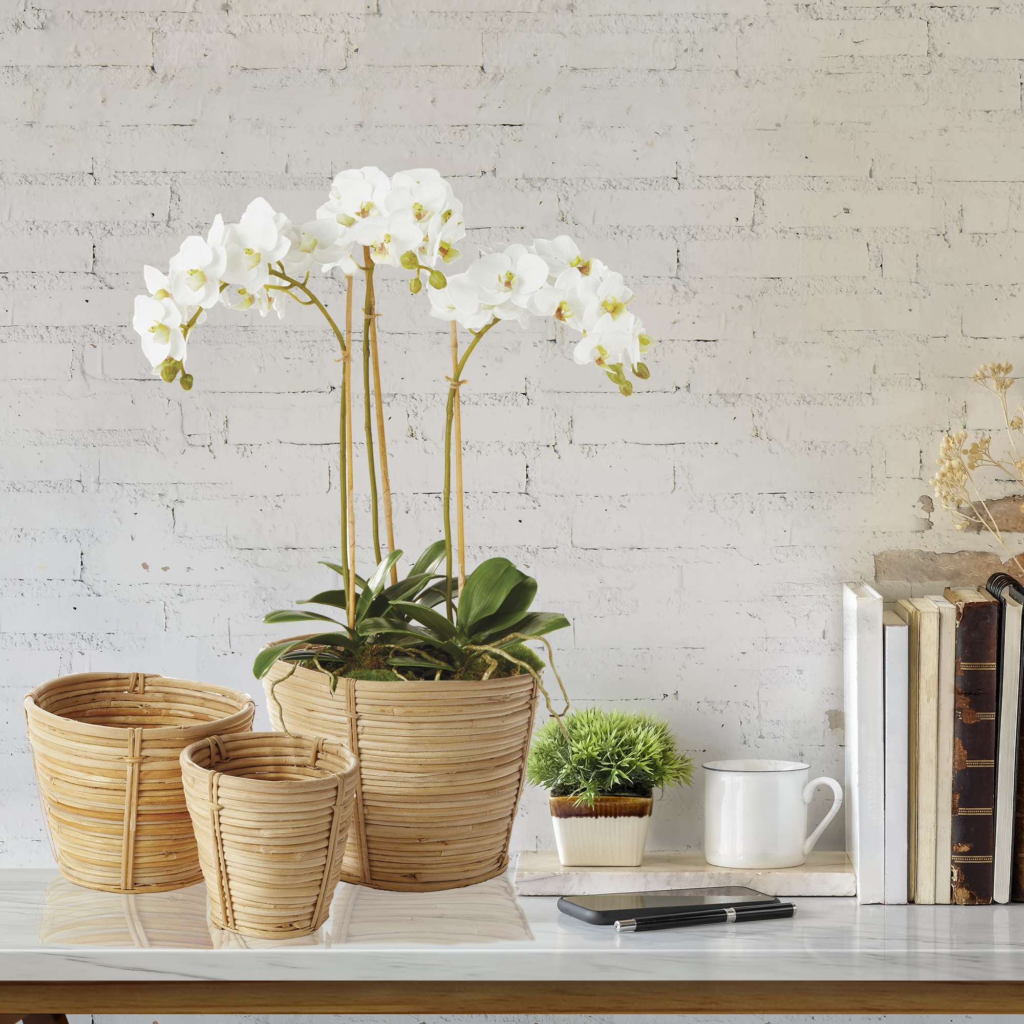 PHALAENOPSIS ORCHID MINI GARDEN DROP-IN 16" - Image 6