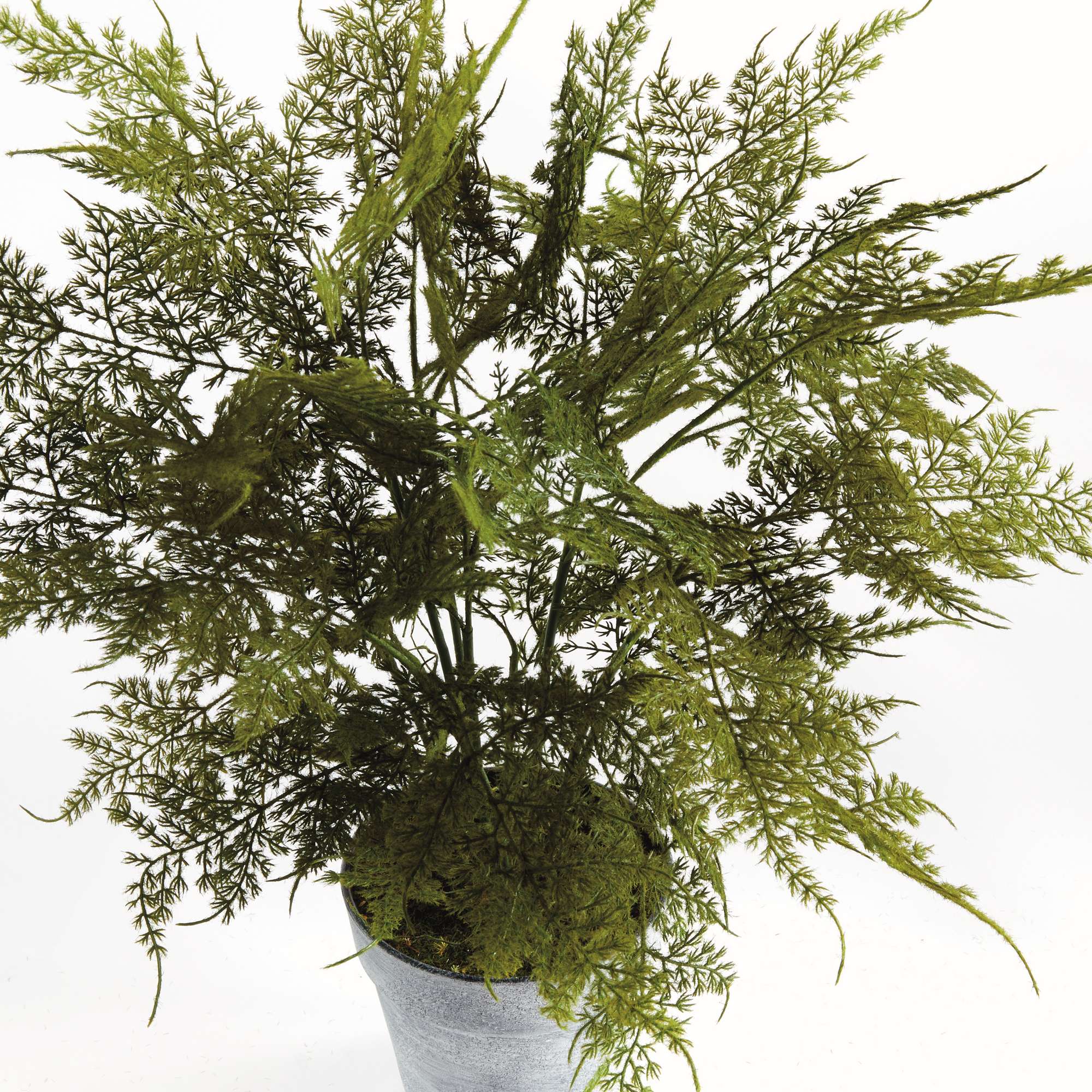PLUMOSA FERN DROP-IN 21" - Image 3