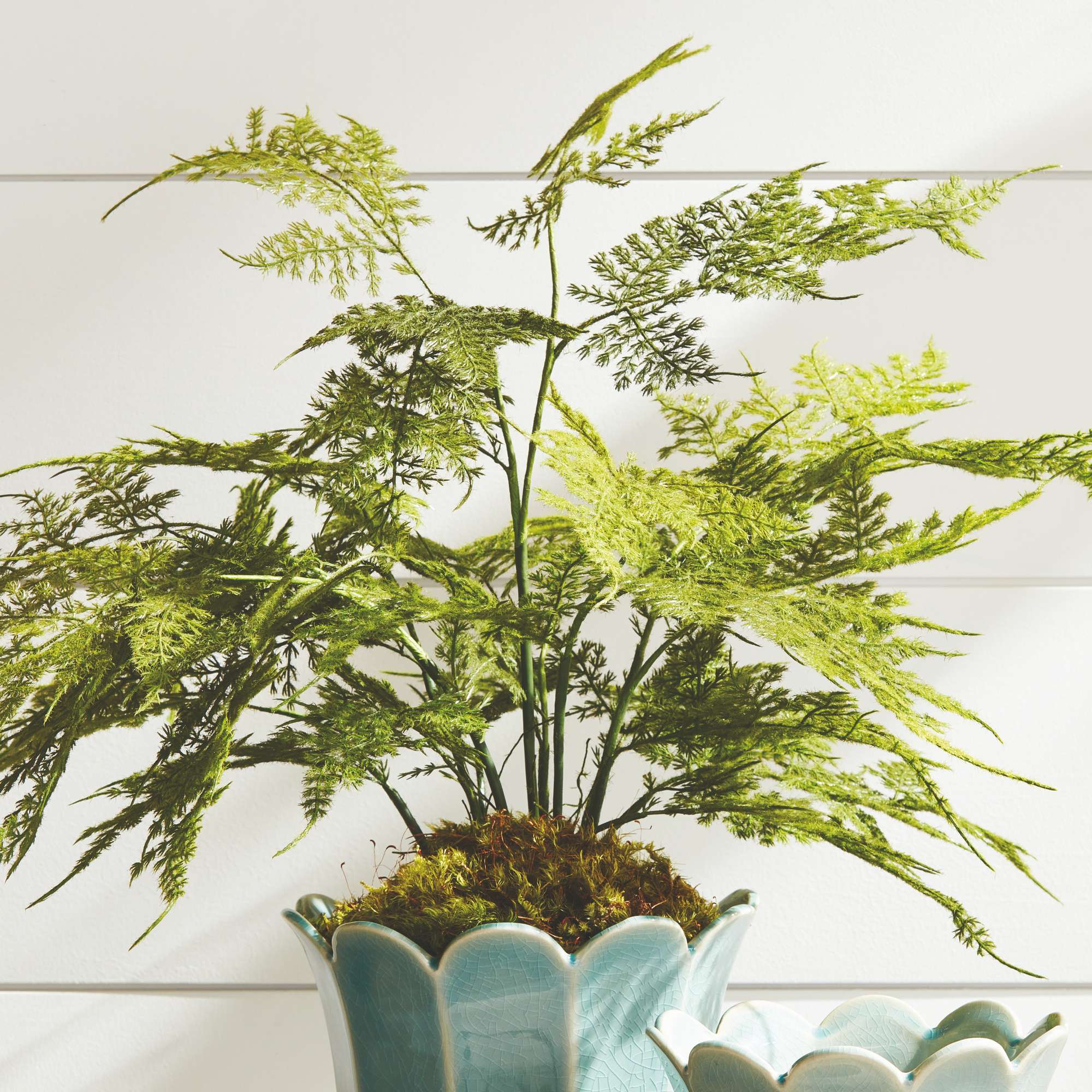 PLUMOSA FERN DROP-IN 21" - Image 5