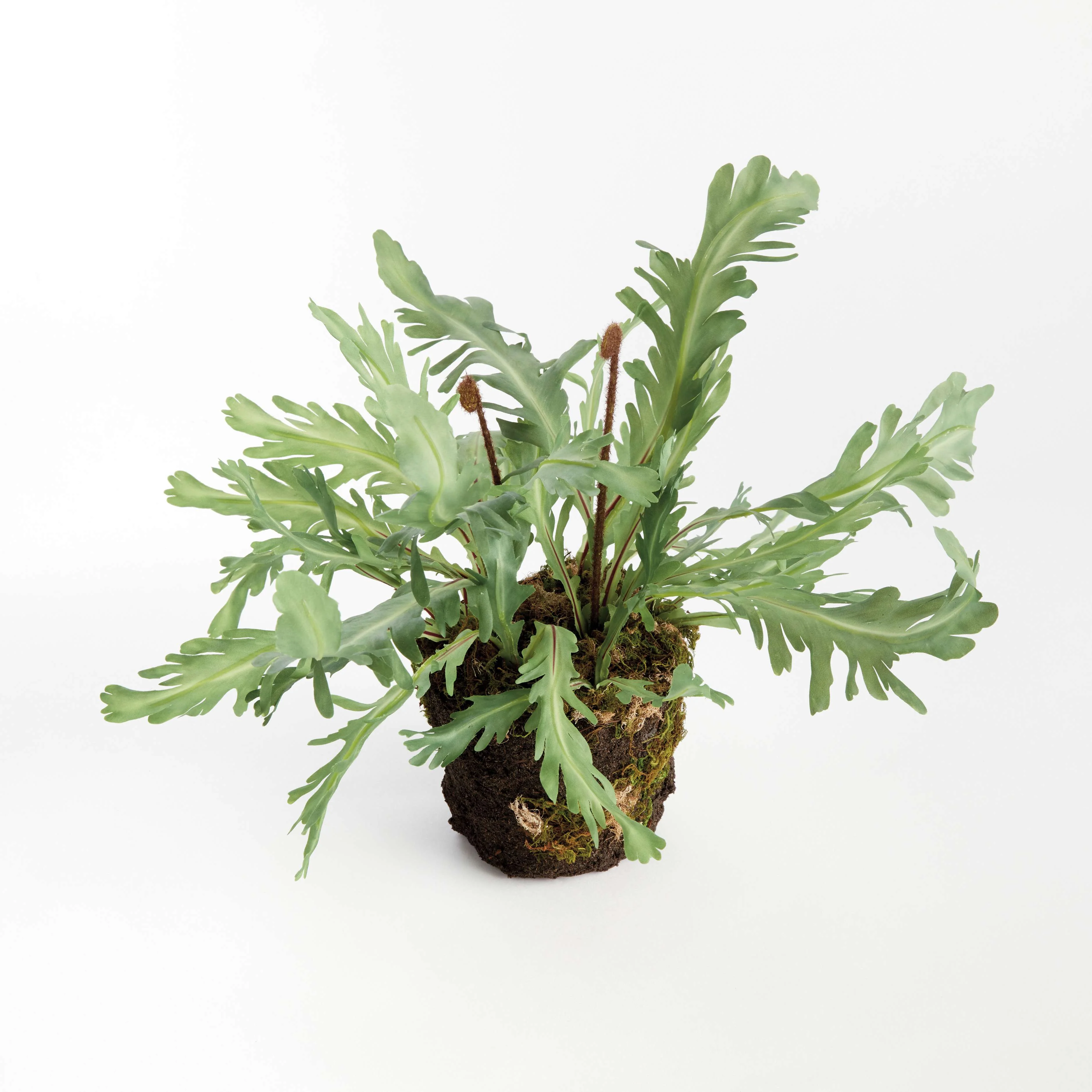 BIRDS NEST FERN DROP-IN 13.5 - Image 3