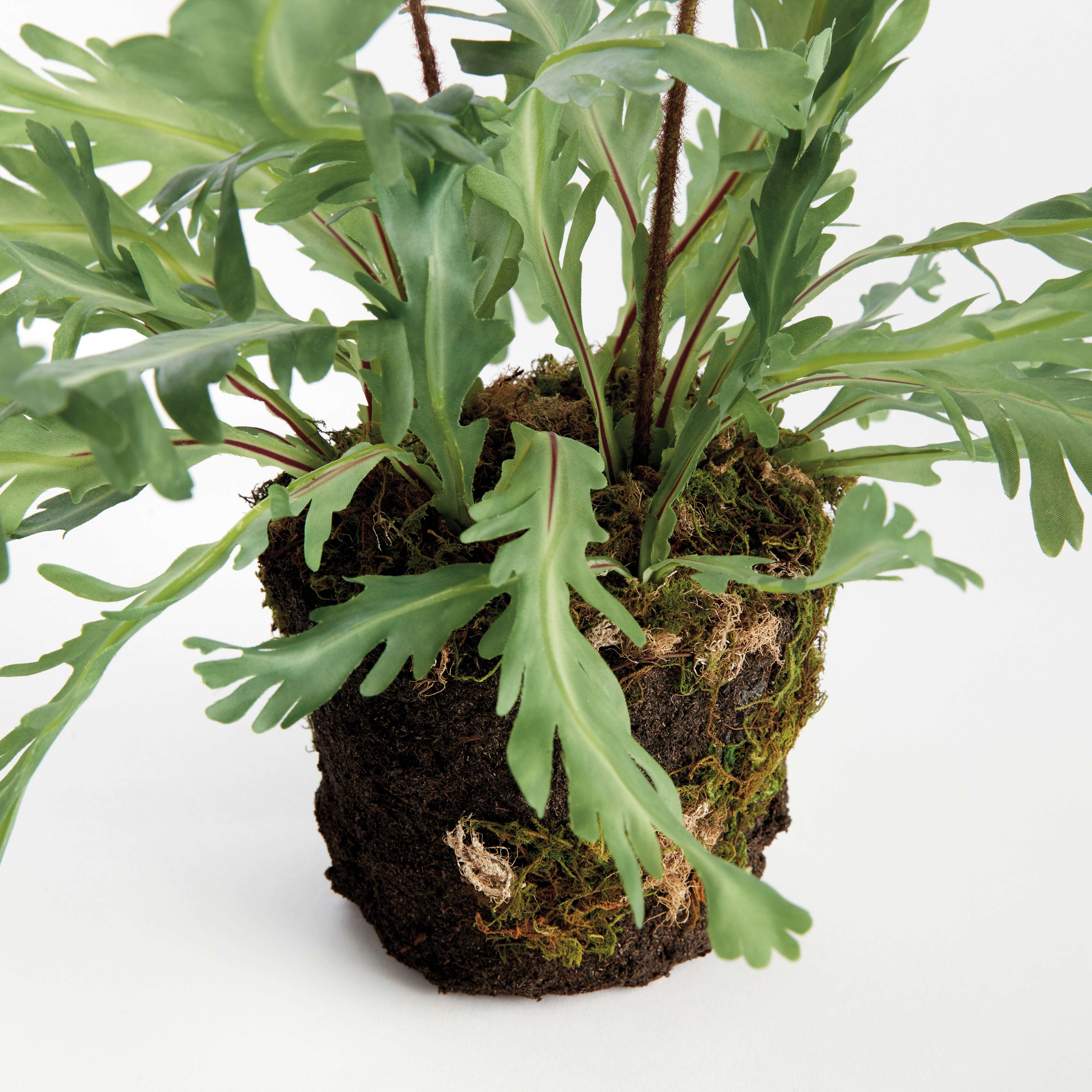 BIRDS NEST FERN DROP-IN 13.5 - Image 4