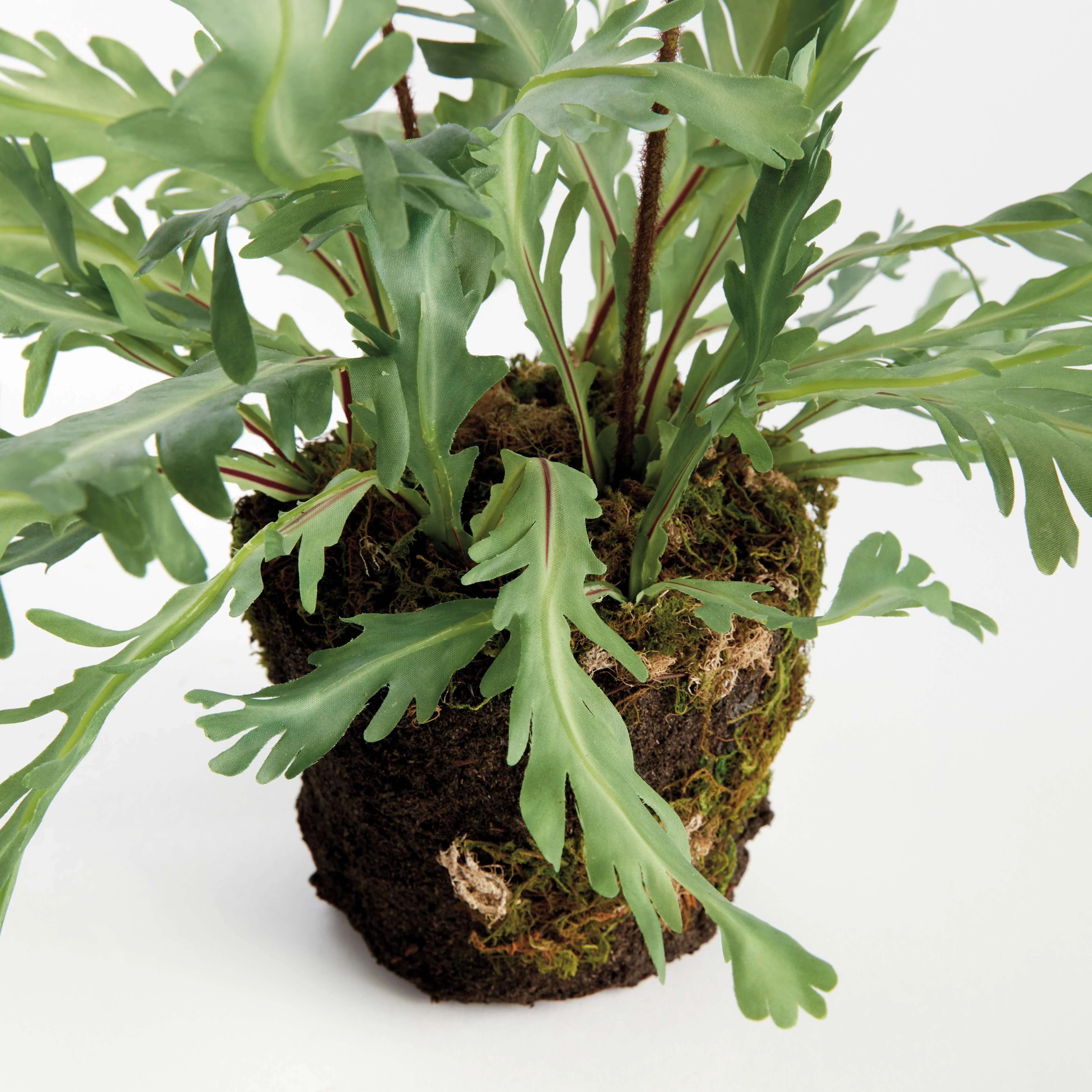 BIRDS NEST FERN DROP-IN 13.5 - Image 5