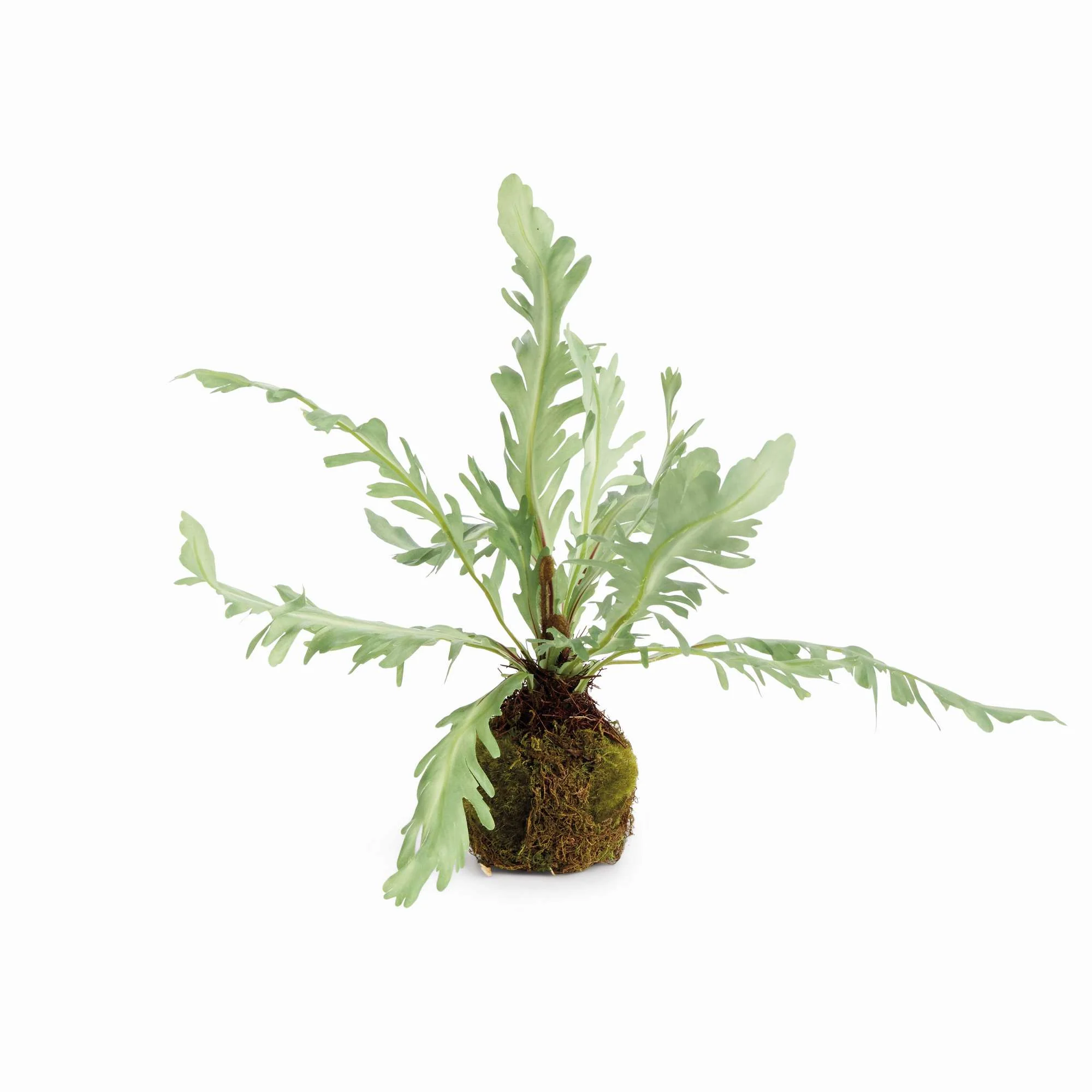 BIRDS NEST FERN DROP-IN 9