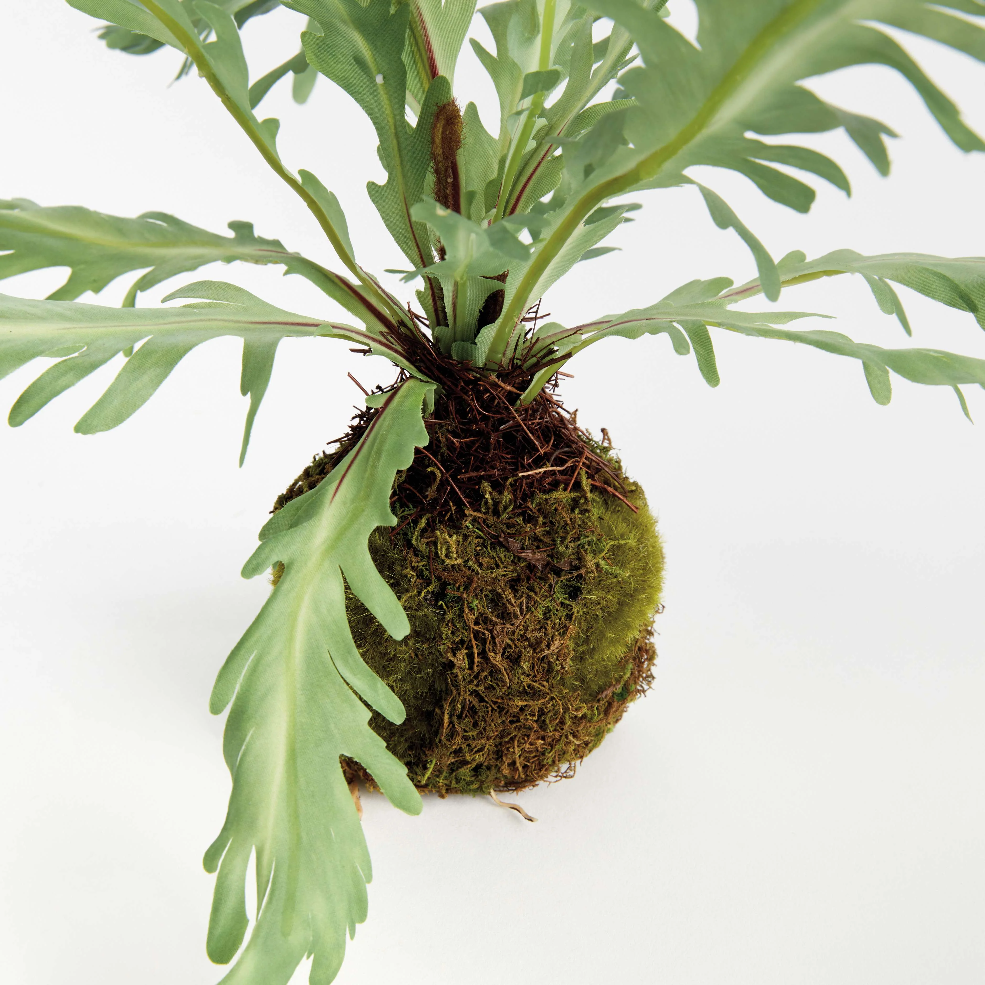 BIRDS NEST FERN DROP-IN 9 - Image 2