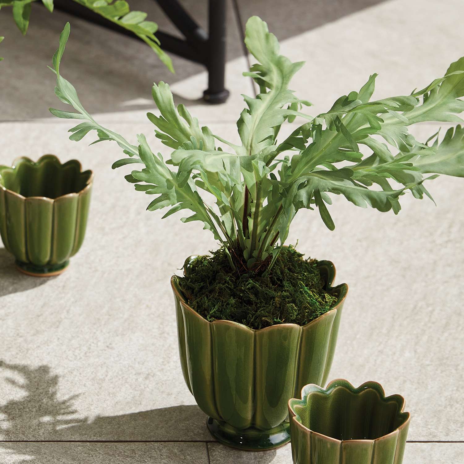 BIRDS NEST FERN DROP-IN 9 - Image 3