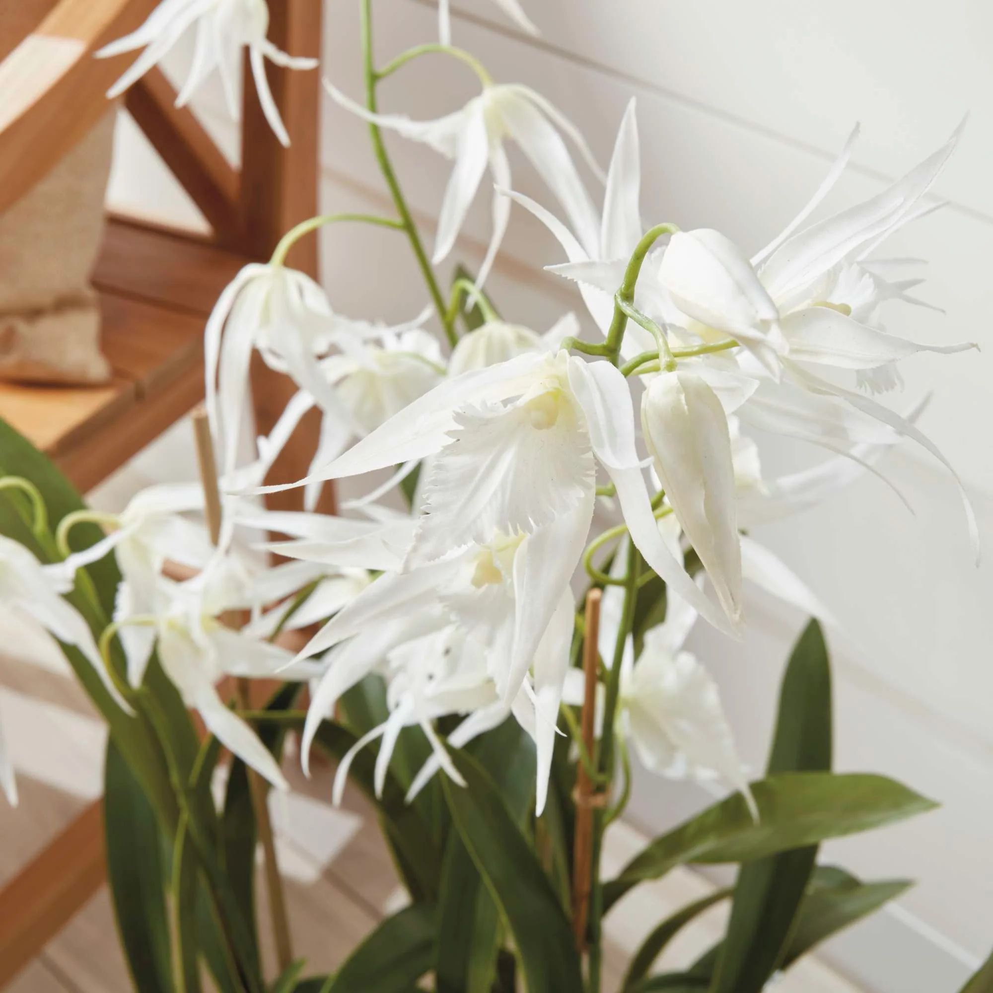 SPIDER ORCHID DROP-IN 44" - Image 5